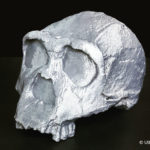 3d print of a skull